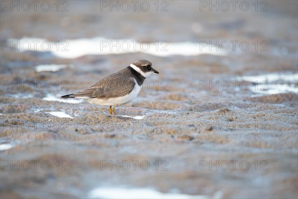 Ringed Plover