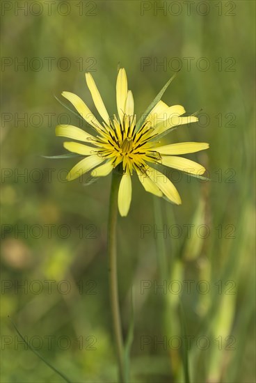 Meadow salsify