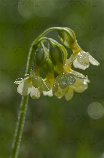 Meadow common cowslip