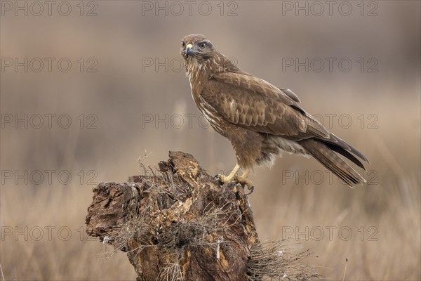 Steppe buzzard