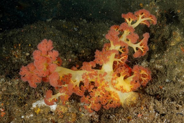 Red tree coral