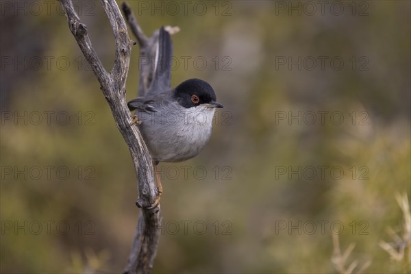 Sardinian warbler