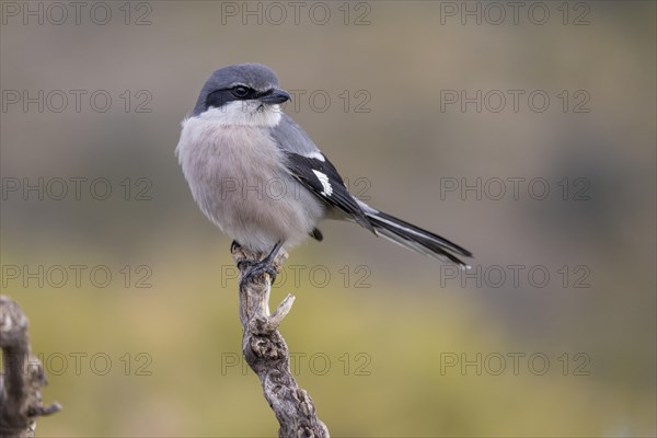 Southern grey shrike