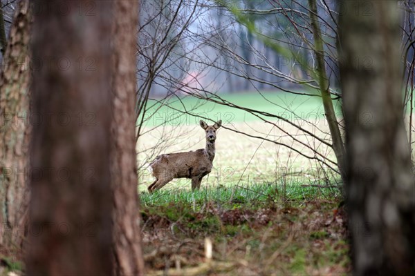 European roe deer