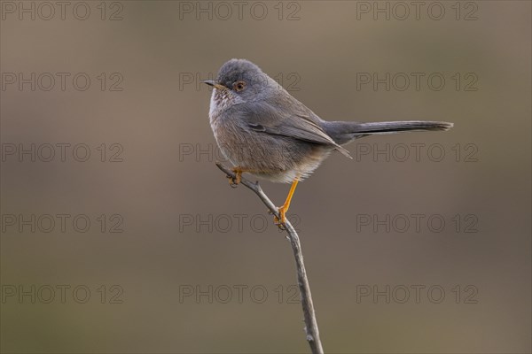 Dartford warbler