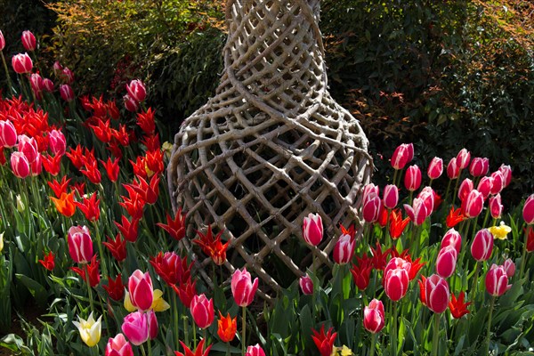Tulip Flowers Blooming around tree trunk in Spring Season