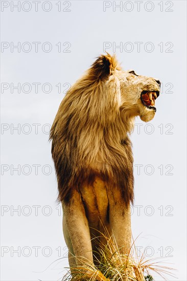 Head of stuffed lion with mouth open in view
