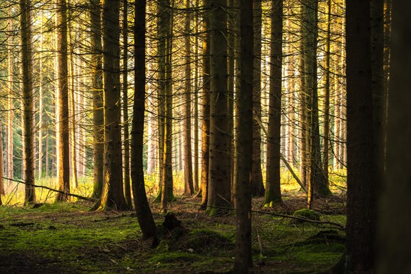 Autumn Forest, Morning, Black Forest, Germany, Europe