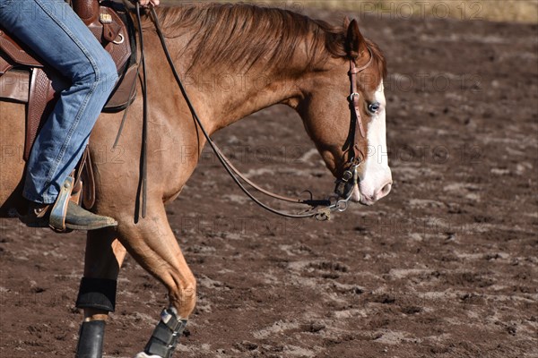 Close-up of the head and neck with headstall and reins of a western horse of the breed American Quarter Horse during training in the riding arena in late winter, chestnut coloured horse with large mark on the head and one blue eye, Rhineland-Palatinate, Germany, Europe