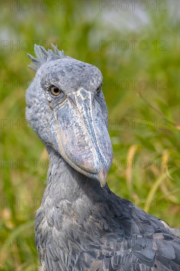 Shoebill