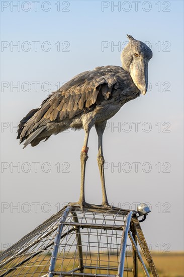 Shoebill