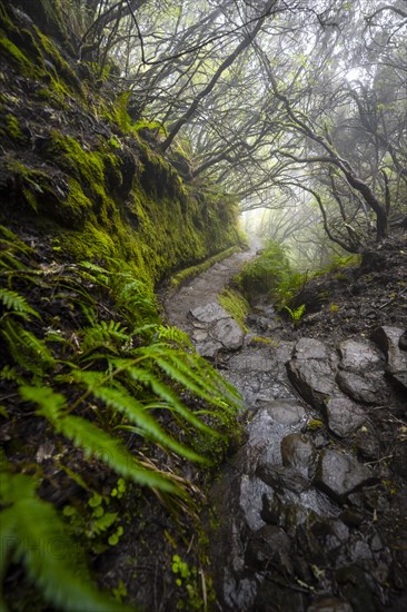 Mystic forest with mist, Vereda Francisco Achadinha hiking trail, Rabacal, Madeira, Portugal, Europe