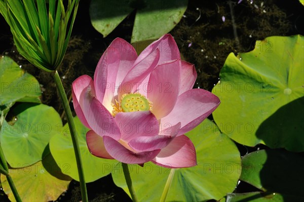 Lotus flowers in a pond