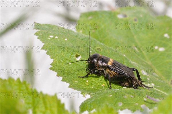 Cricket on leaves