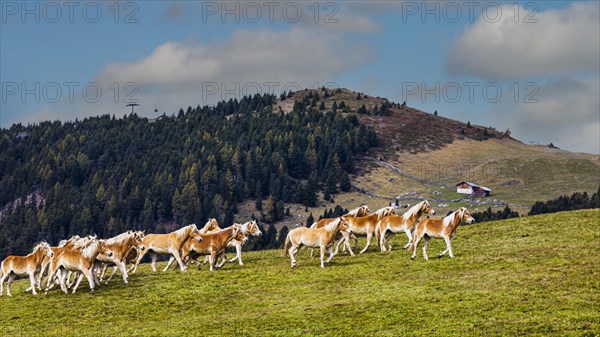 Haflinger horses