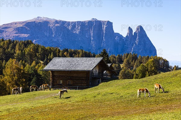 Alpine huts and grazing Haflinger horses