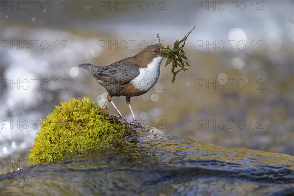 White-throated Dipper