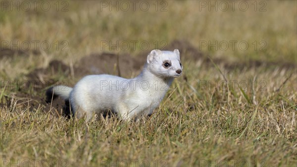 Stoat