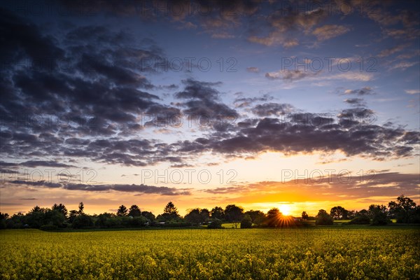 Landscape in spring, a yellow flowering rape field at sunset with sun star, Baden-Wuerttemberg, Germany, Europe