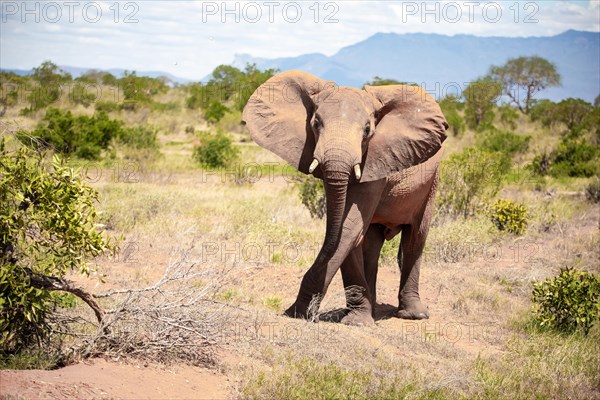 Elephant in Tsavo National Park, Kenya, East Africa, Africa