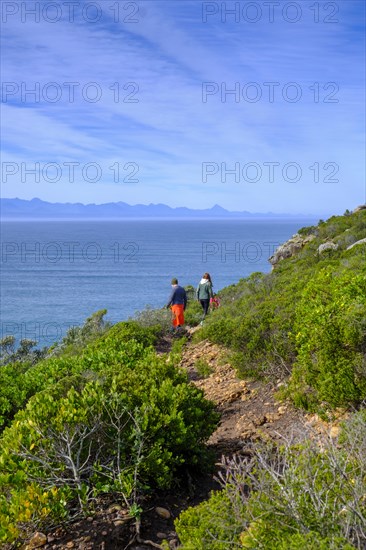 Hikers on Robberg Island, Robberg Peninsula, Robberg Nature Reserve, Plettenberg Bay, Garden Route, Western Cape, South Africa, Africa