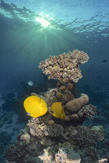 Pair of bluecheek butterflyfish