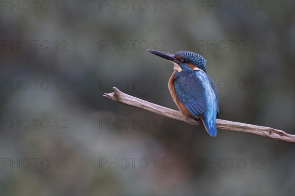 Common kingfisher