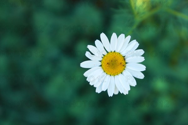 High angle view close up of single wild Chamomile