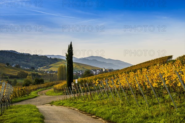 Village and autumn coloured vineyards, sunrise, Pfaffenweiler, near Freiburg im Breisgau, Markgraeflerland, Black Forest, Baden-Wuerttemberg, Germany, Europe