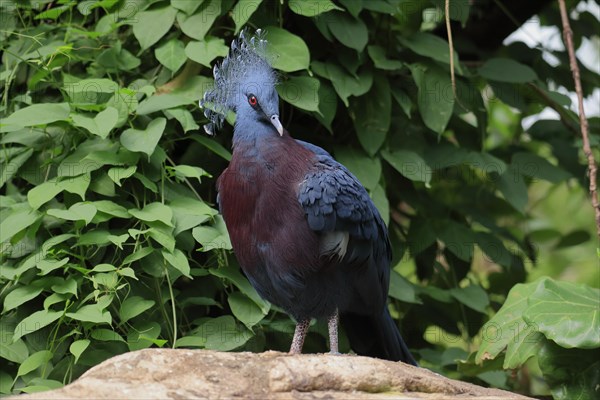 Victoria crowned pigeon