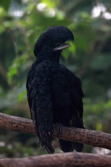 Long-wattled Umbrella Bird