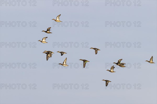 Eurasian teal