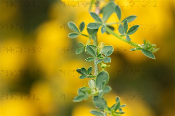 Common broom