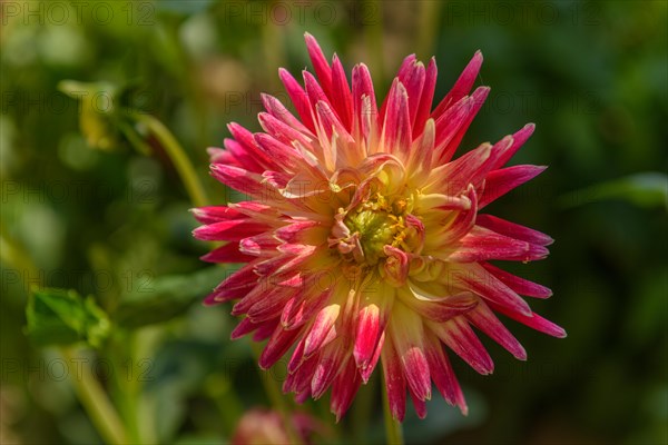 Dahlia flowers growing in a French garden park. Selestat, Alsace, France, Europe