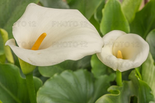 White arum in flower in the garden. Alsace, France, Europe