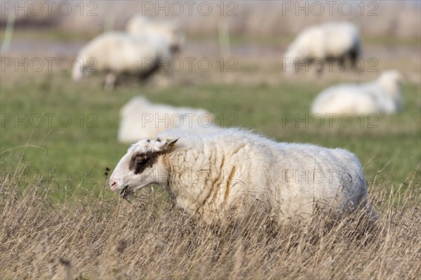 Grazing sheep, Magdeburg, Saxony-Anhalt, Germany, Europe