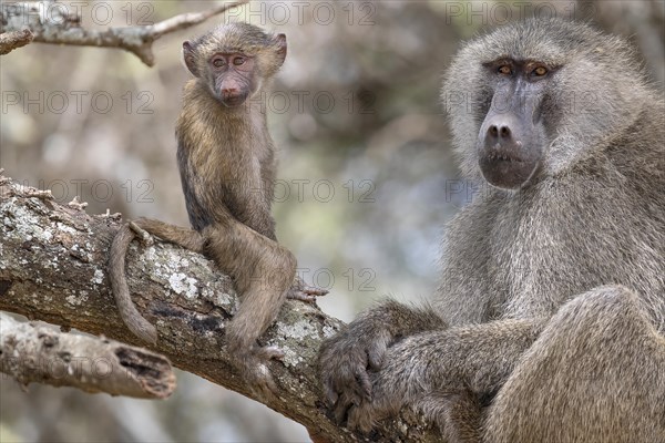 Olive baboon