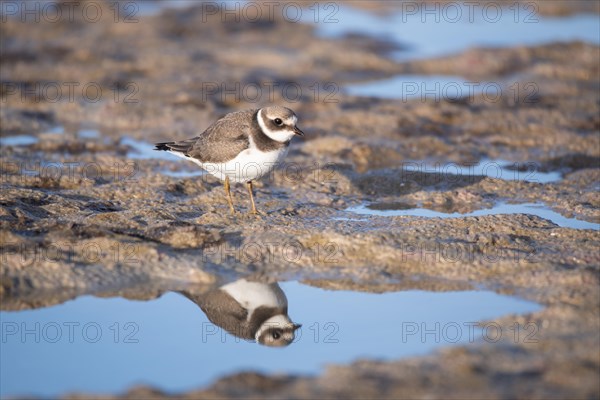 Ringed Plover