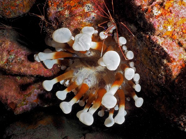 Brown club-tipped anemone