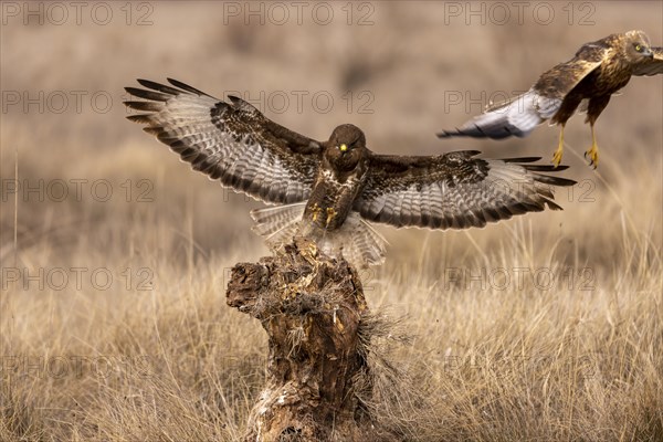 Steppe buzzard