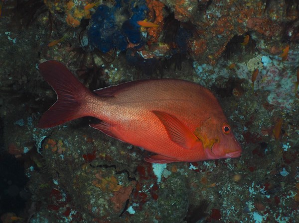 Humpback red snapper