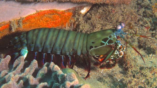 Peacock mantis shrimp