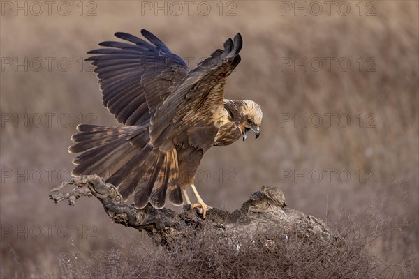 Western marsh-harrier