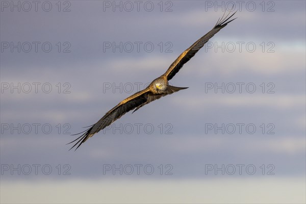 Red Kite