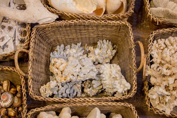 Same type of sea shells collected for decorative purposes