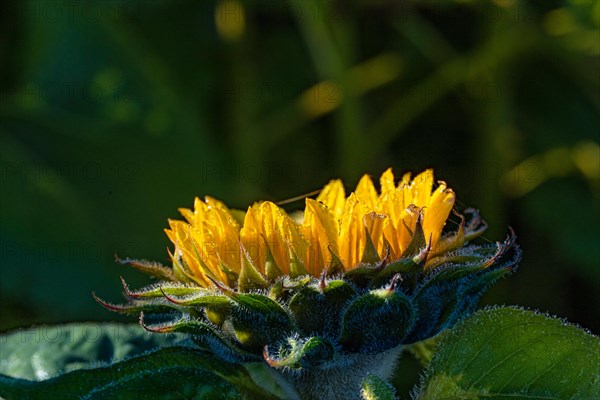 Sunflowers at sunrise, Gechingen, Germany, Europe