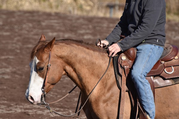 Close-up of the head and neck with headstall and reins of a western horse of the breed American Quarter Horse during training in the riding arena in late winter, chestnut coloured horse with large mark on the head and one blue eye, Rhineland-Palatinate, Germany, Europe