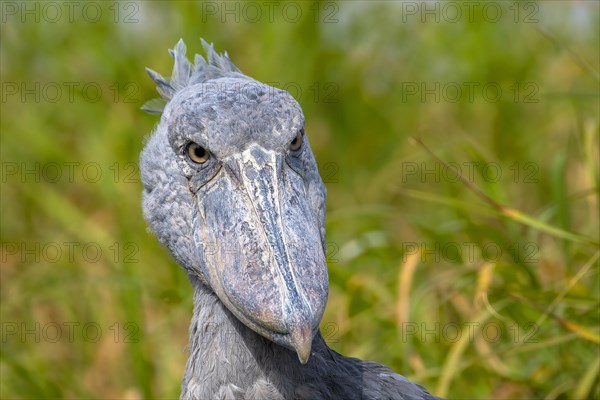 Shoebill