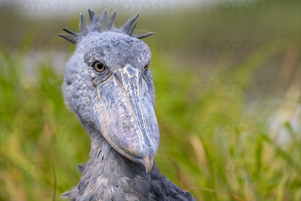 Shoebill