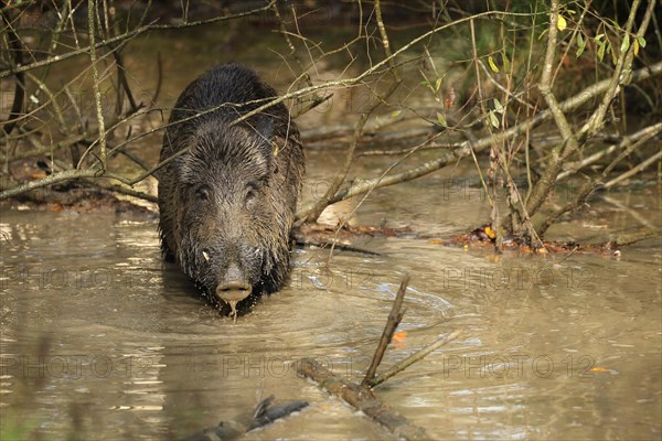 Wild boar